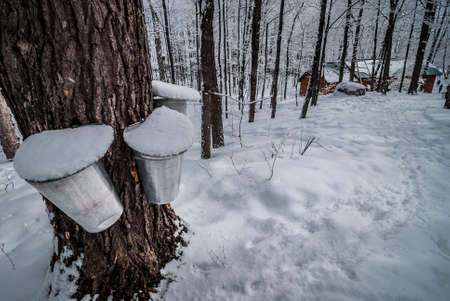 Buckets in a maple woods in March, getting ready  to collect sap.の写真素材