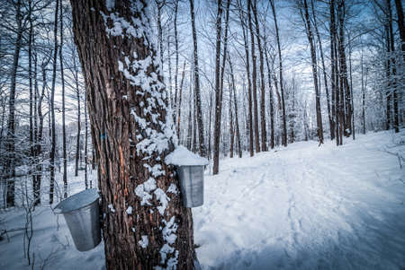 A walk in the wintry maple woods in March.