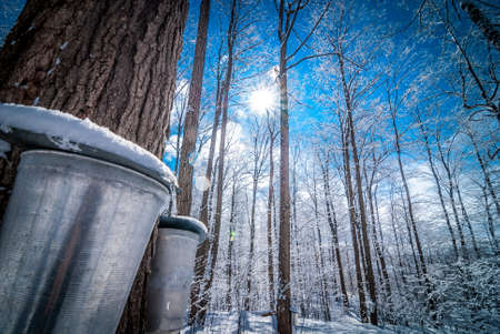 Maple sap buckets wait to be filled in March Sun.の写真素材