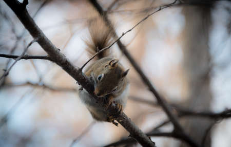 Red squirrel where he lives in the woods near a cottage.