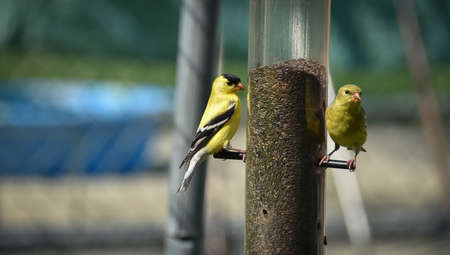Yellow birds of spring American goldfinches.の写真素材