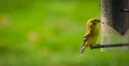 Yellow birds of spring American goldfinches.の写真素材