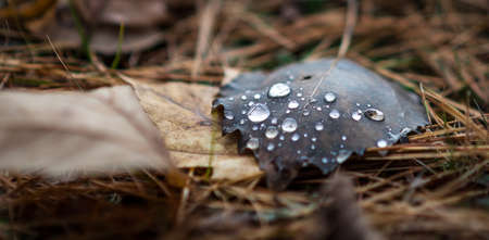 Luminescent drops of water sit on a fallen leaf in autumn.の写真素材