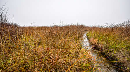 Watery grass to nowhere - thick fog on the Ottawa River.の写真素材