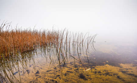 Watery grass to nowhere - thick fog on the Ottawa River.の写真素材