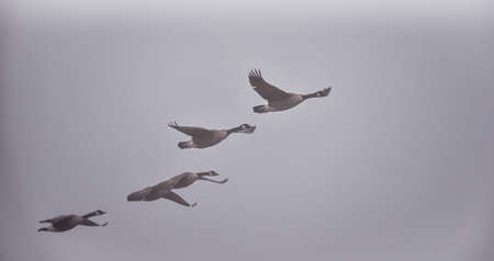 Canadian Geese in the fog - A gaggle of Canadian Geeseflying through fog on their way south.の写真素材