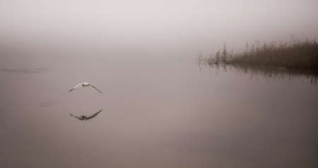 Seagull catches a crayfish in fog - plucks a crayfish out of the water and carries it toward shore to eat it for breakfast on the beach on a foggy November morning.の写真素材