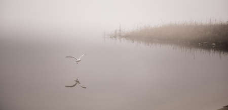 Seagull catches a crayfish in dense fog - plucks a crayfish out of the water and carries it toward shore to eat it for breakfast on the beach on a foggy November morning.の写真素材