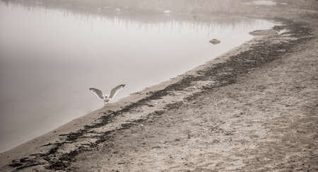 Seagull catches a crayfish in fog - plucks a crayfish out of the water and carries it toward shore to eat it for breakfast on the beach on a foggy November morning.の写真素材