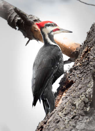 Pileated Woodpecker on a white pine foraging for breakfast.  A Pileated woodpecker high in a tree hunting beetles under the bark in an autumn woods in Ontario Canada.の写真素材