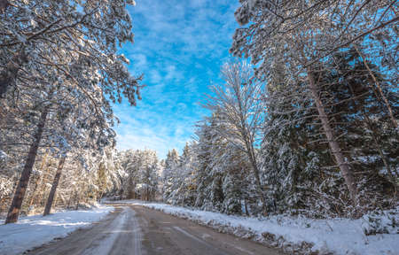 Snow covered woods, beautiful forests along rural roads.の写真素材