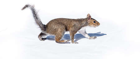 Squirrel walks like a bear on white background. A cautious gait, a North American squirrel walks...