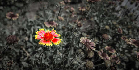 Marigolds - bright red and yellow marigold in mid summer sunshine.