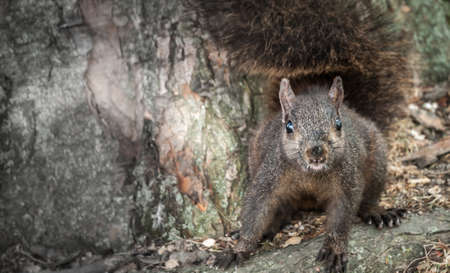 Hungry squirrel comes around to get free peanuts.