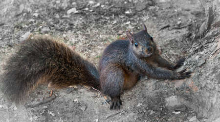 Hungry squirrel comes around to get free peanuts.