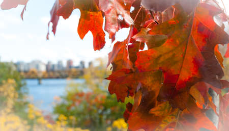 Red oak leaf foreground, city of Ottawa blurred background.  Oak leaf in autumn on side in...