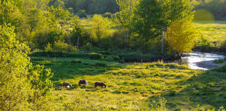 Horses in a pasture meadow near Greenwood, Nova Scotia  Morning in a summer green meadow.  Sunshine on horses grazing on fresh green grass.の写真素材