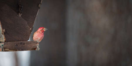 Purple Finch (Haemorhous purpureus) and other birds of spring competing for space and food at a feeder in a woodland area of Northern Ontario.の写真素材