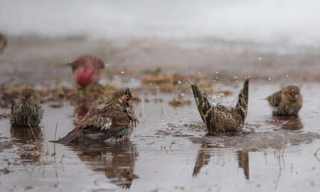 Purple (Haemorhous purpureus), and Pine Siskin (Carduelis pinus) finches & sparrows bathe in a newly thawed snow puddle of cold water.の写真素材