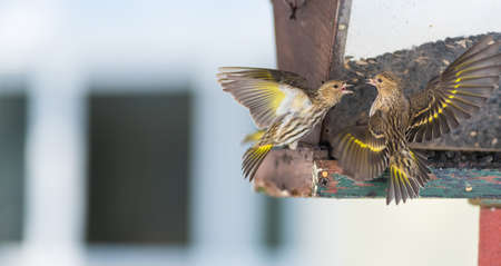 Pine Siskin finches (Carduelis pinus) in spring competing for space and food at a feeder.  Aerobatic displays and territorial squabbling at a feeder in a northern Ontario woods.の写真素材