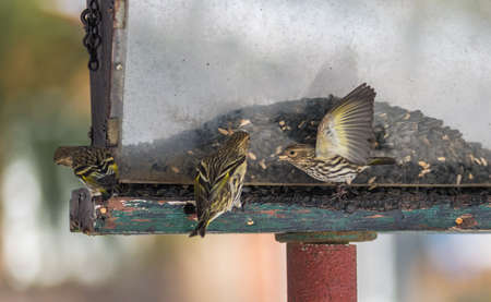Pine Siskin finches (Carduelis pinus) in spring competing for space and food at a feeder.  Aerobatic displays and territorial squabbling at a feeder in a northern Ontario woods.の写真素材