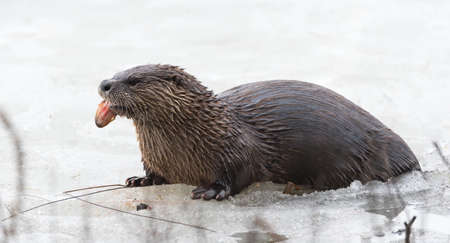 North American river otter (Lontra canadensis) in the wild.  Water mammal with wet fur rests atop a frozen Eastern Ontario lake of ice & spring corn snow while eating a fresh frozen fish.の写真素材