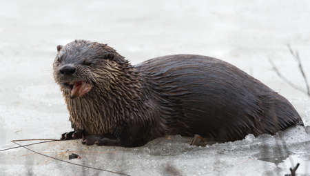 North American river otter (Lontra canadensis) in the wild.  Water mammal with wet fur rests atop a frozen Eastern Ontario lake of ice & spring corn snow while eating a fresh frozen fish.の写真素材