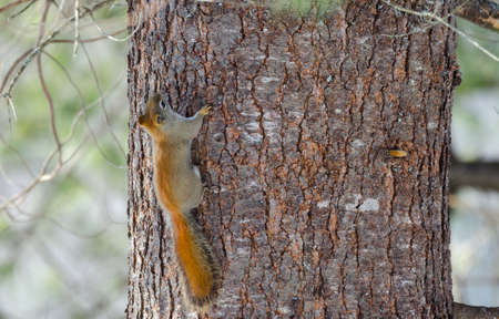 Fiery orange stripe on this small Red squirrel in Northern Ontario, Canada.  Paused momentarily,...