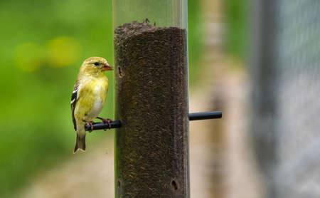 Little Yellow birds - American Goldfinches (Spinus tristis) feeding at a seed feeder as they make their new homes.の写真素材