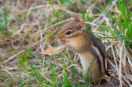 Cutest little chipmunk ever, (Tamias), smallest member of the squirrel family, pops out and sits atop his burrow in the ground.    Springtime animal in the grass.の写真素材