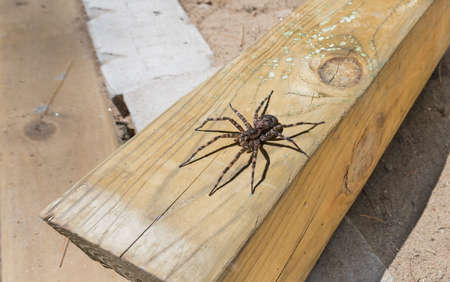 Canada's largest creepy looking spider, the Dock spider of the Pisauridae family, (Dolomedes sp),...