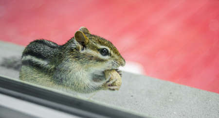 A cute and endearing Eastern chipmunk eats peanuts while peering through window from outside.
