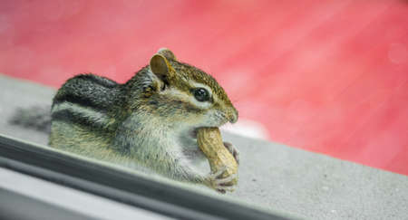 A cute and endearing Eastern chipmunk eats peanuts while peering through window from outside.の写真素材