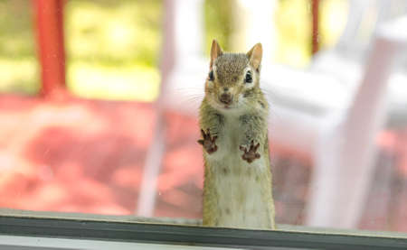 Are you in there? A cute adorable chipmunk with both front paws, feet on the window, looking inside my house.  Standing on the sill and looking to see what might be going on.の写真素材