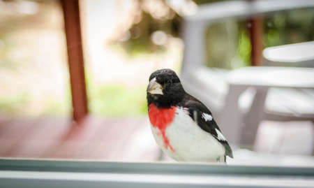An adorable young Rose Breasted Grosbeak (Pheucticus ludovicianus) lands on my window ledge, and...