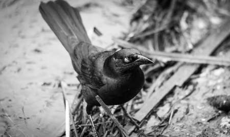 Eerie appearance of a brewer's black bird in black and white as the camera captures the closed eye-lid.の写真素材
