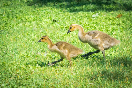 Canada goslings motor along in spring grass.  Baby Canada geese look in search of food with their parents close by near the Ottawa River.の写真素材