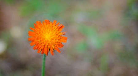 Orange weed flower, Hawkweed, of genus Hieracium, - slang name - folklore saying hawks would chew the brightly coloured plants, improving their eyesight.の写真素材
