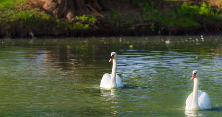 Mating pair of young white Mute swans (Cygnus olor) swim gracefully around in morning sunlight in a woodland pond.の写真素材
