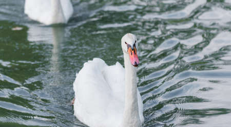 Graceful white Mute swan (Cygnus olor) in morning sunlight as he swims about with a mate nearby in a woodland pond.の写真素材