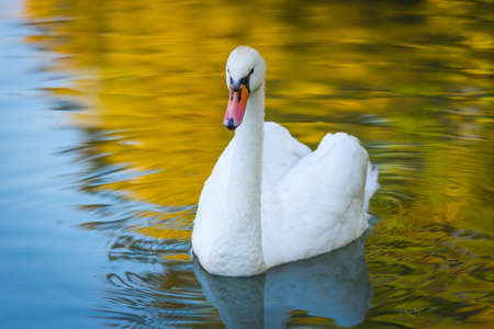 Graceful white Mute swan (Cygnus olor) in morning sunlight as he swims about with a mate nearby in a woodland pond.の写真素材