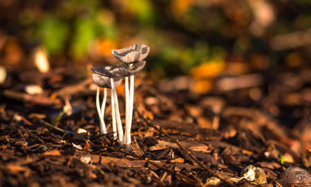Bright sunshine on blooming, delicate, Mica Cap (Coprinus micaceus) mushrooms near a willow tree in...
