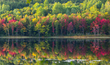 Vibrant October colors on autumn deciduous trees reflected on calm water of Corry Lake.の写真素材
