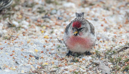 Common Redpoll Carduelis flammea  Order: PASSERIFORMES Family: Finches (Fringillidae) in a woodland...