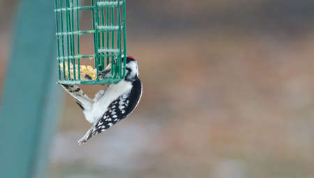 Downy woodpecker - Picoides pubescens -  hangs on a feeder cage and has a nibble to eat.  Marked by red crown white spotted feathers on wing, can be seen throughout most of North America.の写真素材