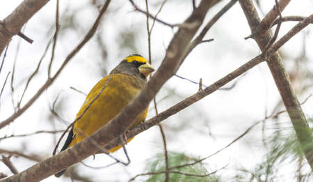 Yellow, black & white colored Evening Grosbeak (Coccothraustes vespertinus) on a tree branch.  Heavyset finch in northern coniferous forests, adds a splash of color to winter every few years.の写真素材