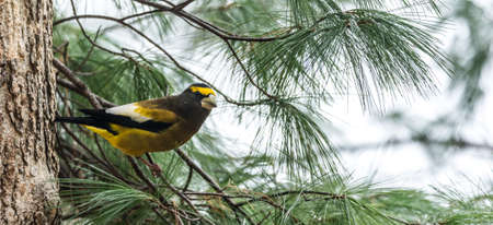 Yellow, black & white colored Evening Grosbeak (Coccothraustes vespertinus) on a tree branch.  Heavyset finch in northern coniferous forests, adds a splash of color to winter every few years.の写真素材