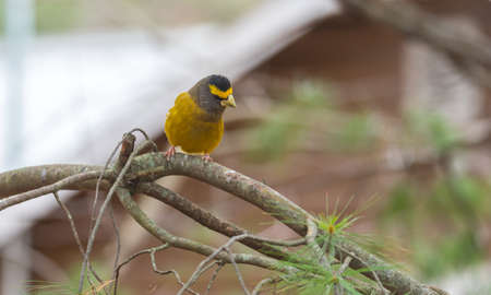 Yellow, black & white colored Evening Grosbeak (Coccothraustes vespertinus) on a tree branch.  Heavyset finch in northern coniferous forests, adds a splash of color to winter every few years.の写真素材