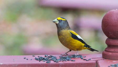 Yellow branded Evening Grosbeaks (Coccothraustes vespertinus)  on a deck having seed lunch. Heavyset finch in northern coniferous forests, adds splash of color to winter bird feeders every few years.の写真素材