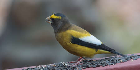Yellow branded Evening Grosbeaks (Coccothraustes vespertinus)  on a deck having seed lunch. Heavyset finch in northern coniferous forests, adds splash of color to winter bird feeders every few years.の写真素材
